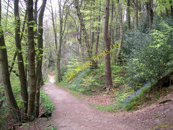 Photo 6"x4" Path through the Limb Valley Whirlow c2007