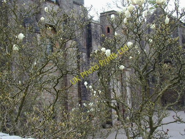 Photo 6"x4" Compton Castle with magnolia Compton\/SX8664 c2007