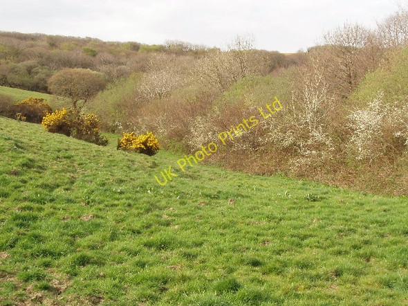 Photo 6"x4" Pasture with gorse and blackthorn near Woodford Shop\/SS2214 c2007