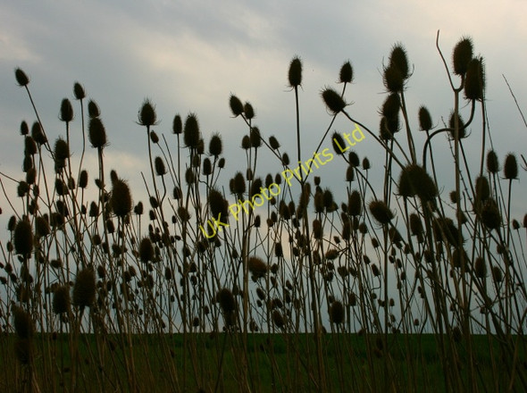 Photo 6"x4" Teasel silhouette Charlwood\/SU6731 c2007
