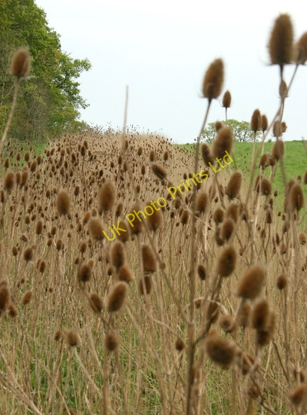 Photo 6"x4" Teasels on the march Charlwood\/SU6731 c2007