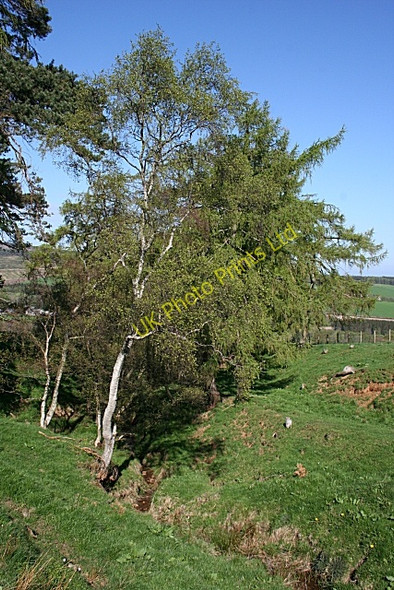 Photo 6"x4" Crowrie Stripe Mulben c2007