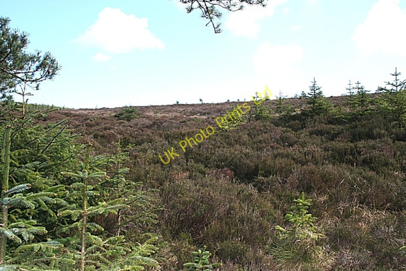 Photo 6"x4" Heather Moor Mulben c2007