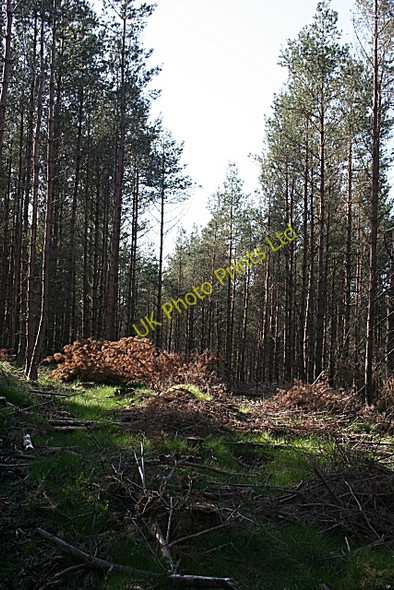 Photo 6"x4" Burnpark Wood Drummuir\/NJ3844 c2007