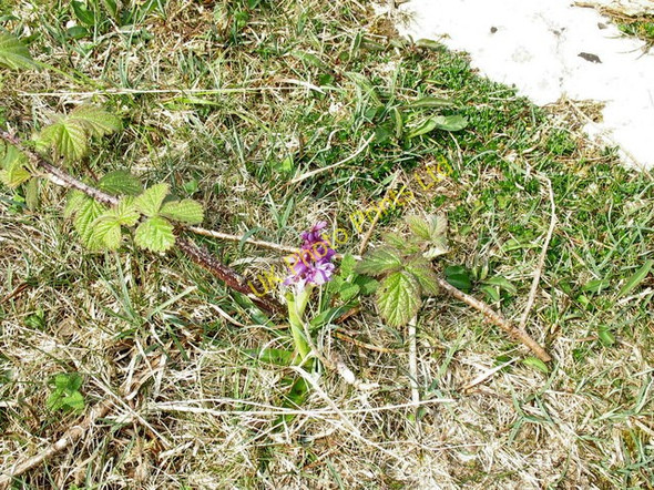Photo 6"x4" A common spotted orchid at Mariandyrys Fedw Fawr\/SH6081 c2007