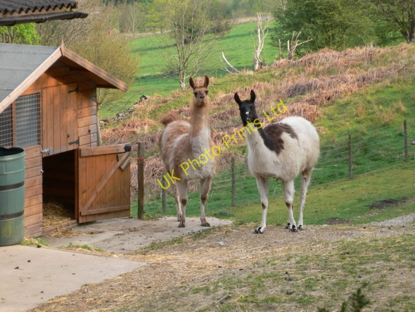 Photo 6"x4" Can I help you? Cynwyd c2007