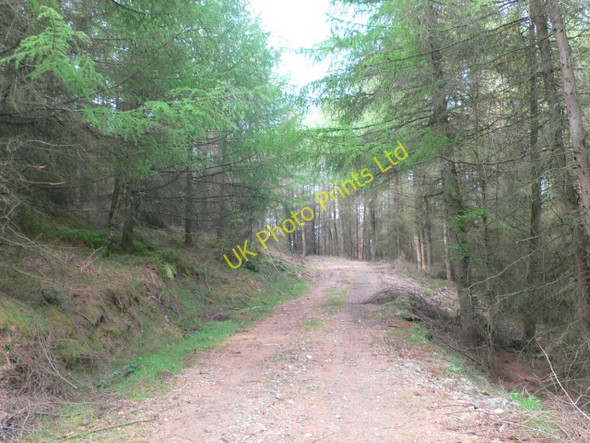 Photo 6"x4" Cynwyd Forest Cynwyd c2007