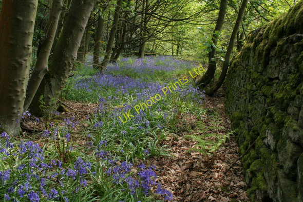 Photo 6"x4" Bluebells by a wall, Brearley Wood Brearley c2007