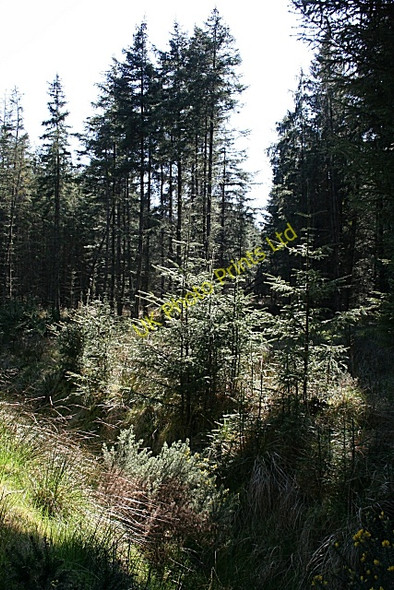 Photo 6"x4" Lurghill Plantation Berryhillock\/NJ5060 c2007 P1