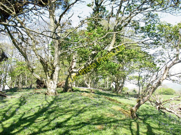 Photo 6"x4" Bluebells at Coed 'Refail Brynrefail\/SH4886 c2007