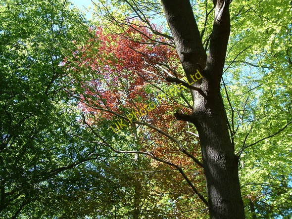Photo 6"x4" Thorndon Country Park, Brentwood Little Warley c2007