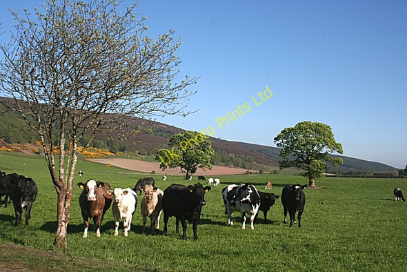 Photo 6"x4" Rothes Glen Fogwatt c2007 P2