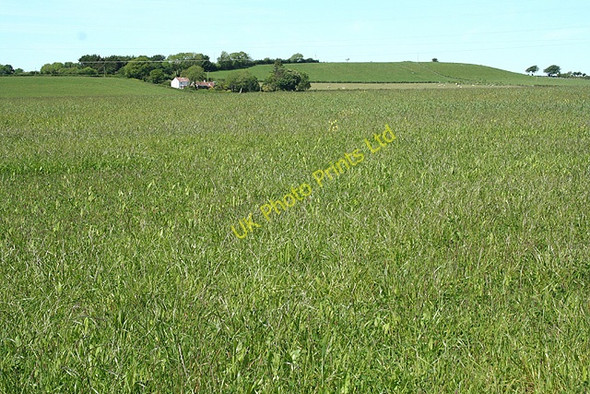 Photo 6"x4" Swimbridge: towards Possession Cottage Stowford\/SS6226 c2007