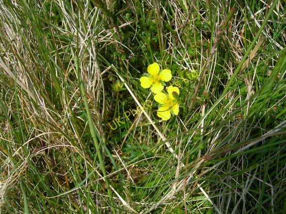 Photo 6"x4" Tormentil (Potentilla erecta) Dyke Foot c2007