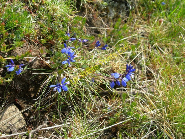 Photo 6"x4" Common Milkwort (Polygala vulgaris) Dyke Foot c2007