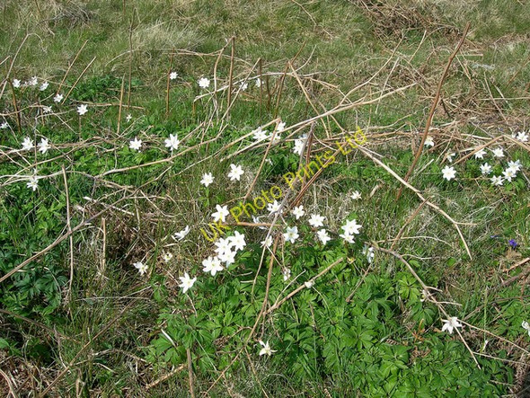 Photo 6"x4" Wood Anemone (Anemone nemorosa) Finnarts Hill c2007