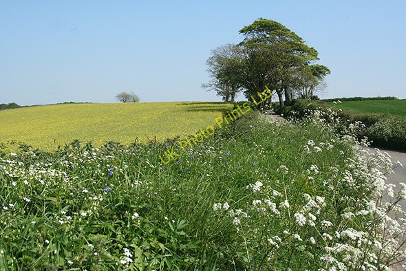 Photo 6"x4" Yealmpton: by the lane to Yealm Bridge Torr\/SX5851 c2007