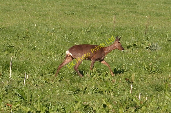 Photo 6"x4" Roe Deer Balvenie c2007