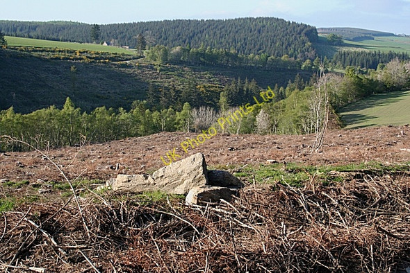 Photo 6"x4" Lochpark Wood Milltown of Auchindoun c2007