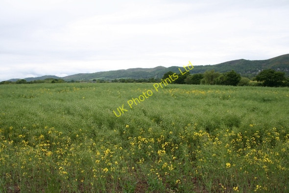 Photo 6"x4" Rape Field, Danemoor Marl Bank c2007