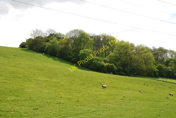 Photo 6"x4" Edge of Park Wood in Coombe Bottom Turnworth c2007