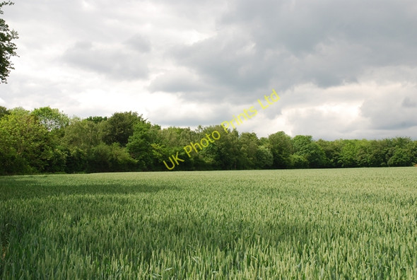 Photo 6"x4" Dinton Beeches Teffont Magna c2007