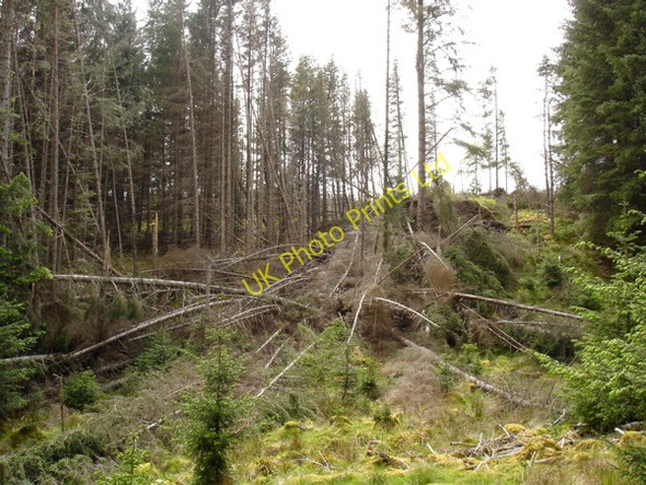 Photo 6"x4" After the storm Linsidemore c2007