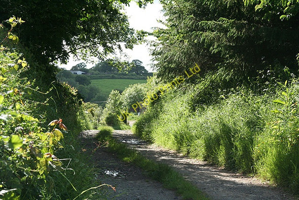 Photo 6"x4" Broadwoodwidger: track to Nethercott Broadwoodwidger c2007