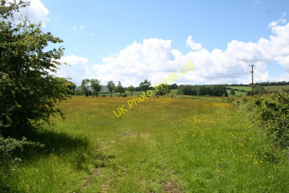 Photo 6"x4" Buttercup Meadow Rowlestone c2007