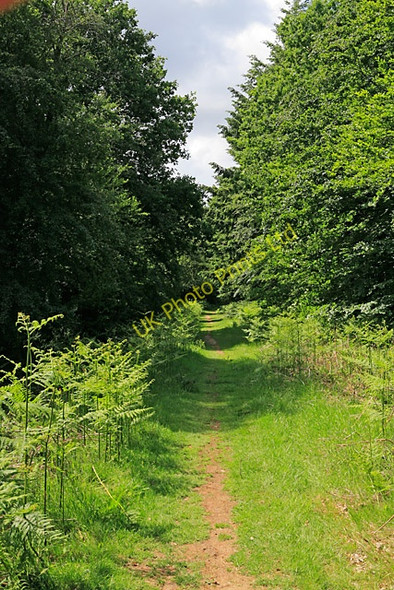 Photo 6"x4" Path in Botley Wood Curbridge\/SU5211 c2007