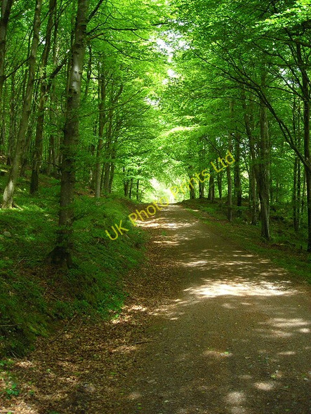 Photo 6"x4" Track in Dalbeattie Forest Palnackie c2007