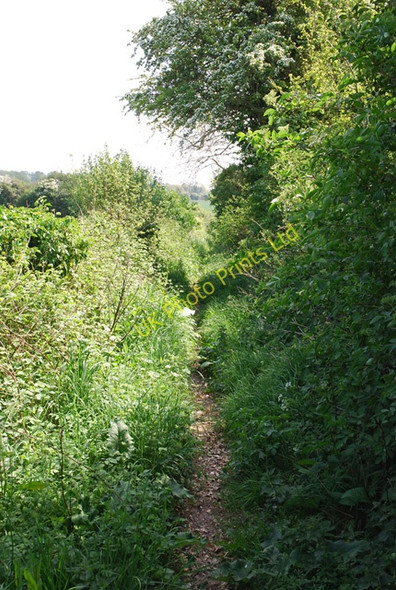 Photo 6"x4" Overgrown footpath (bridleway) near Thornicombe Farm Lower Whatcombe c2007