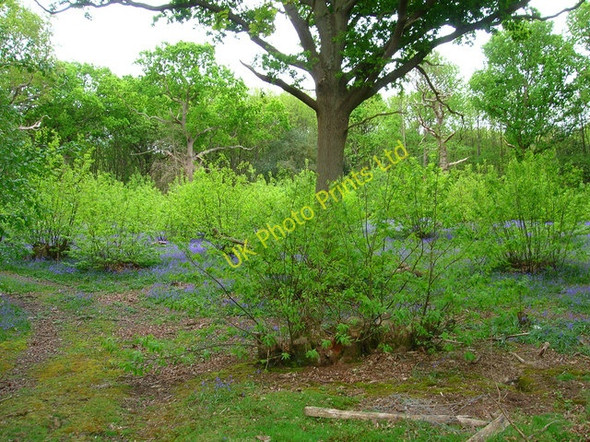 Photo 6"x4" New Shoots, Pannel Wood Pett\/TQ8713 c2007