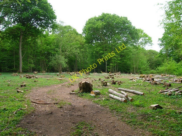 Photo 6"x4" Logging, Pett Wood Friar's Hill\/TQ8513 c2007