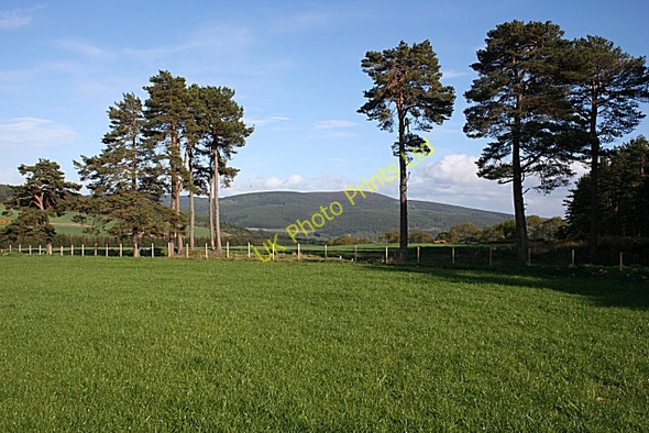 Photo 6"x4" Scots Pines Rothes c2007