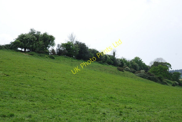 Photo 6"x4" Bank near Canada Farm Winterborne Clenston c2007