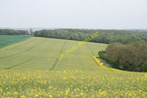 Photo 6"x4" Little Down beside Little Wood Thornicombe c2007