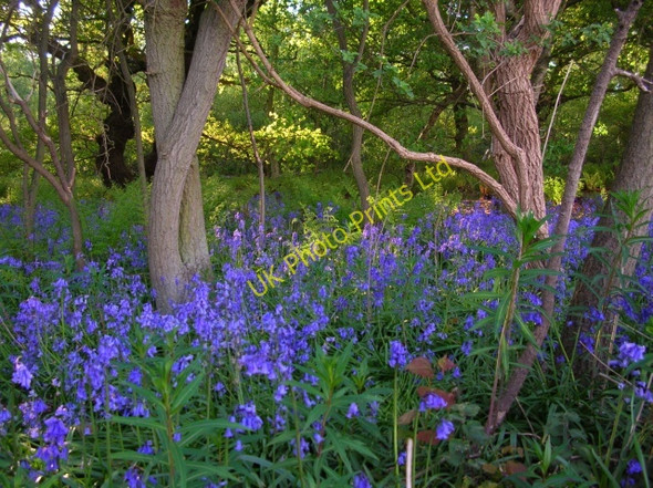 Photo 6"x4" Bluebells in Rabbit Warren Hall Garth\/SE6751 c2007