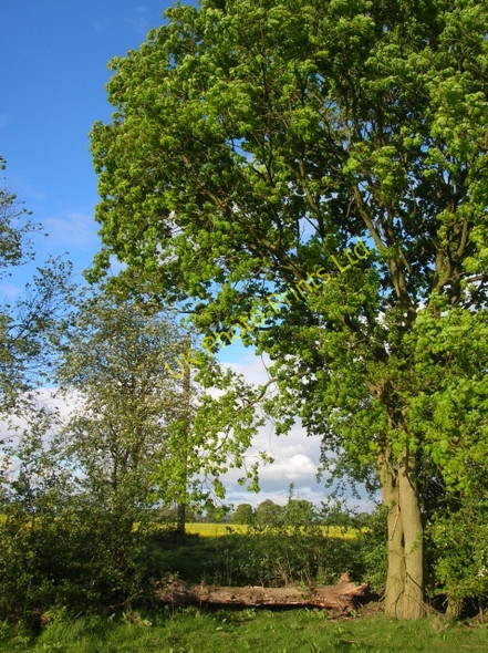 Photo 6"x4" Field Boundary Hall Garth\/SE6751 c2007