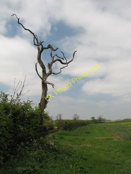 Photo 6"x4" Dead Tree Clayworth c2007