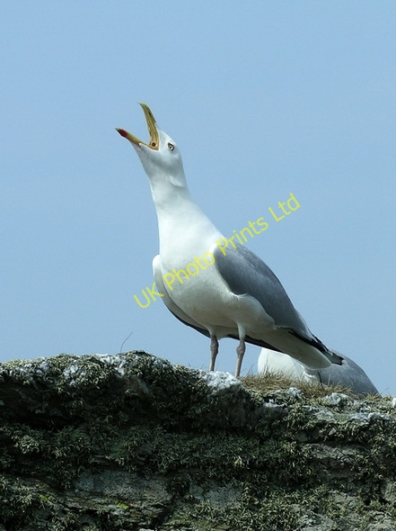 Photo 6"x4" Herring gull (Larus argentatus), calling Isallt Bach c2007