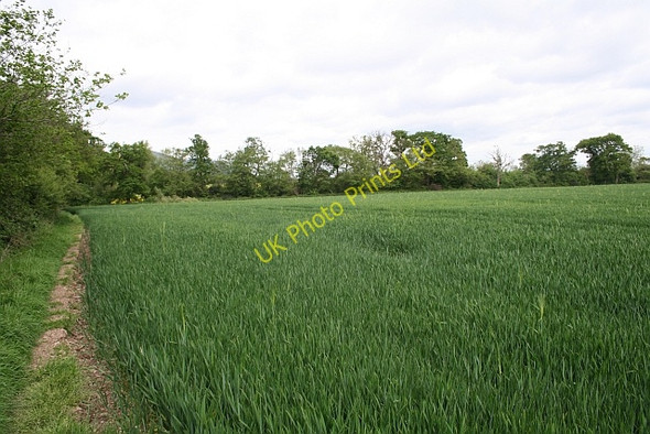 Photo 6"x4" Wheat Field with Barley Inclusions. Marl Bank c2007