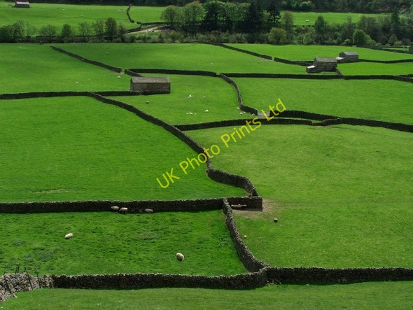 Photo 6"x4" Farmland at Gunnerside. Gunnerside c2007 P1
