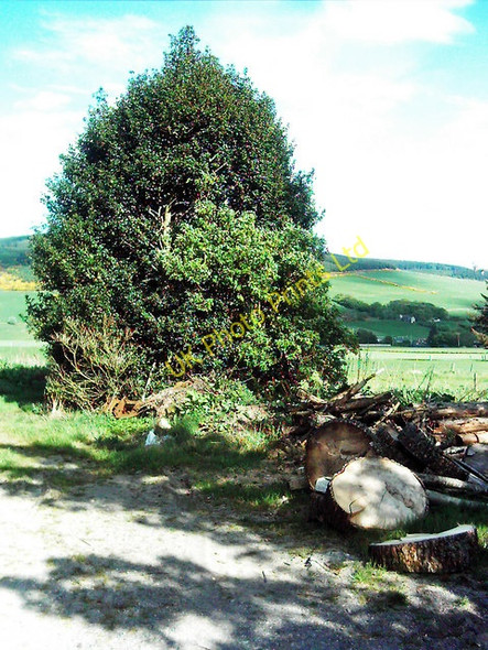 Photo 6"x4" Holly tree Kirkney c2007