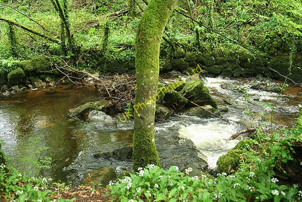 Photo 6"x4" Yealmpton: the river Yealm Yealmpton c2007