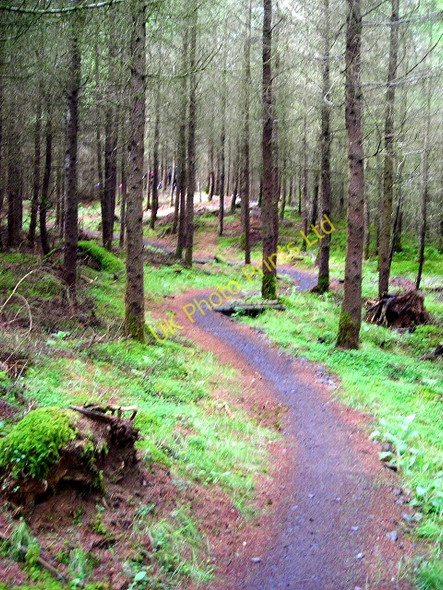 Photo 6"x4" Cycle Trail in Kirroughtree Forest Stronord c2007