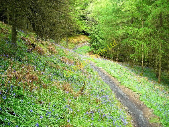 Photo 6"x4" Cycle Trail in Kirroughtree Forest Stronord c2007 P1