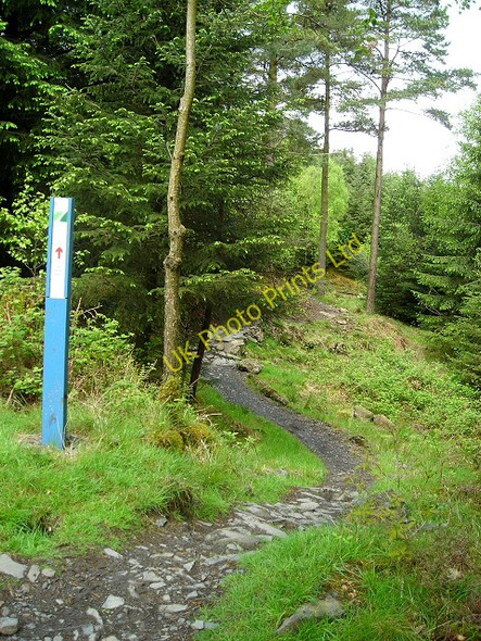 Photo 6"x4" Cycle Trail in Kirroughtree Forest Stronord c2007 P1