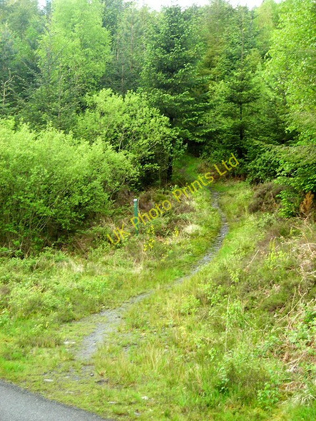 Photo 6"x4" Forest Footpath at Kirroughtree Stronord c2007