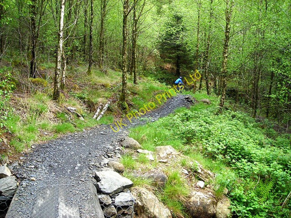 Photo 6"x4" Cycle Trail in Kirroughtree Forest Stronord c2007